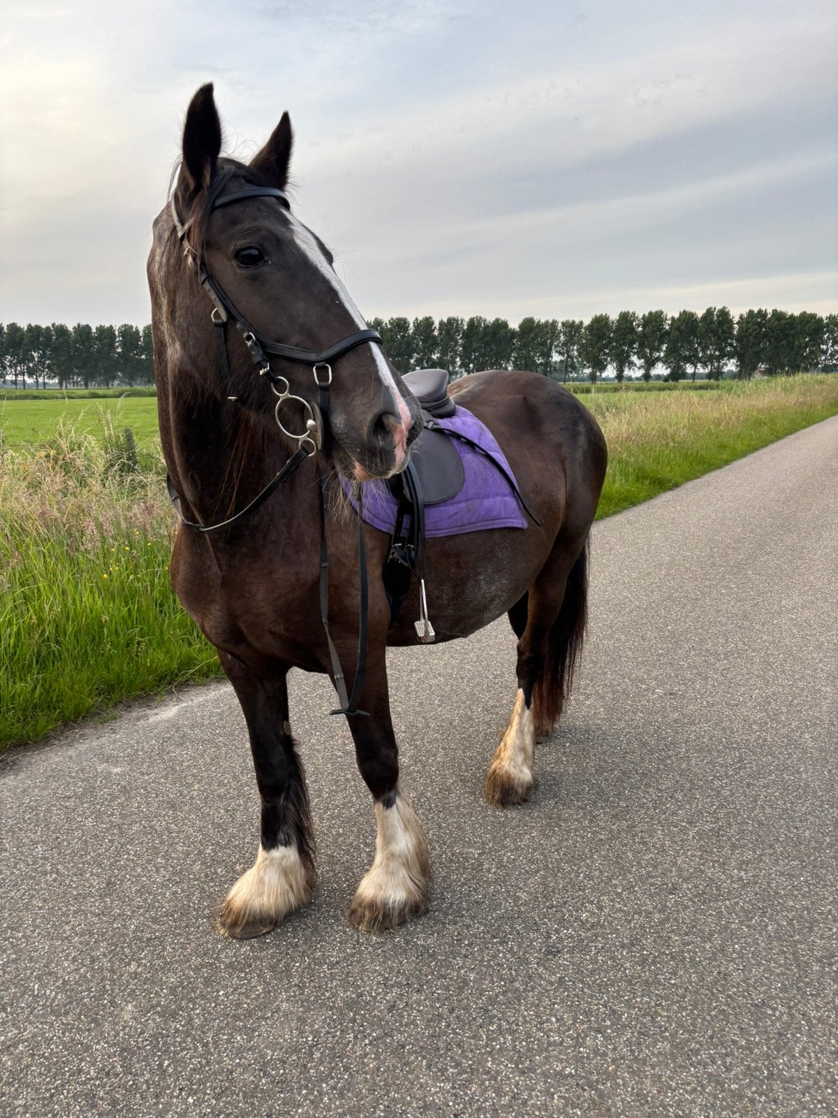 Ponys en paarden, Dieren en Toebehoren, Merrie