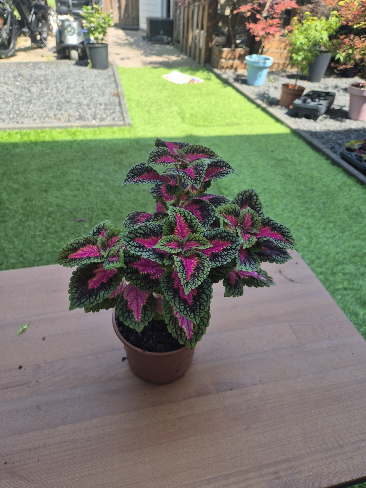 20+ soorten Coleus planten – diverse kleuren en maten vanaf, Ophalen, Nieuw