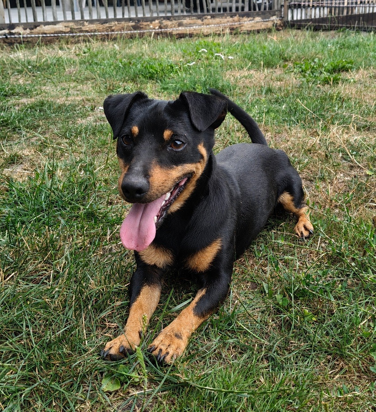 Dekreu Jack Russel Black en tan., Reu, Eén hond, 3 tot 5 jaar, Nederland