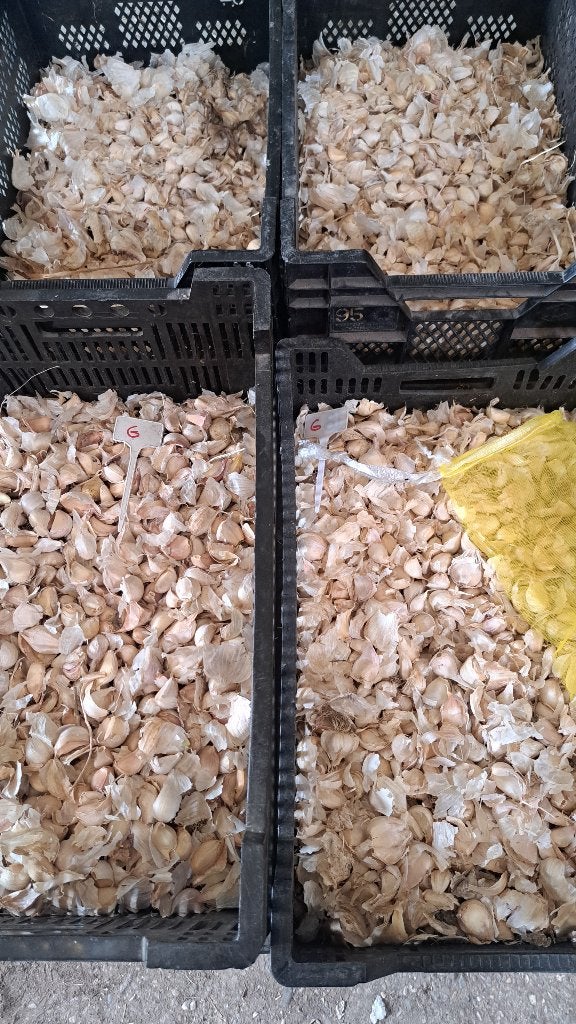 Knoflookteentjes, Ophalen of Verzenden, Nieuw