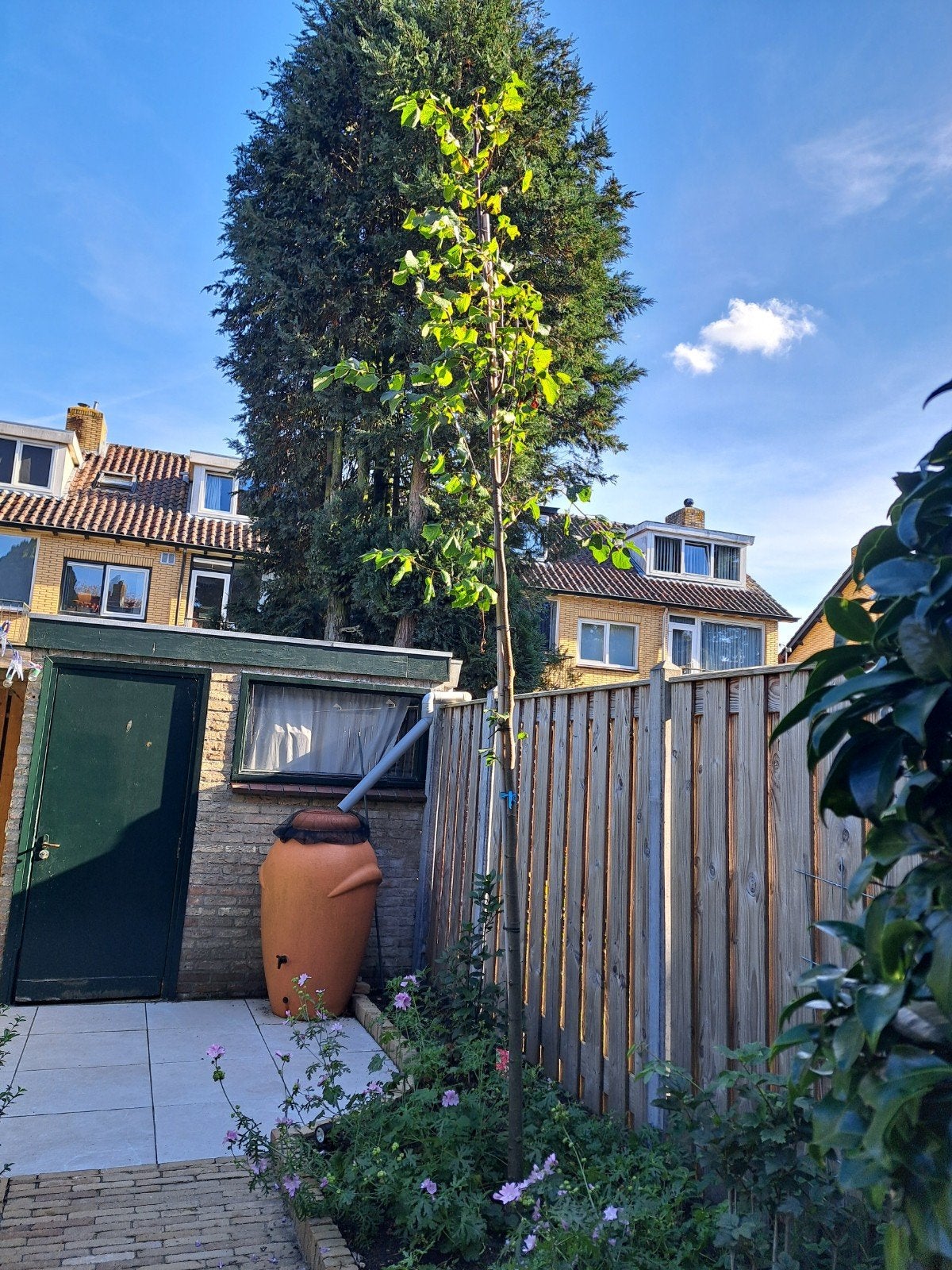 Mooie jonge lindeboom (Tilia Europaea Pallida), Ophalen, Volle zon, Overige soorten