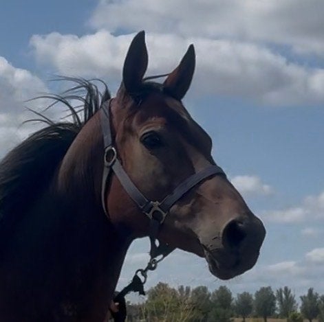 5 jarige merrie, Dieren en Toebehoren, Paarden, Merrie, Onbeleerd, 3 tot 6 jaar
