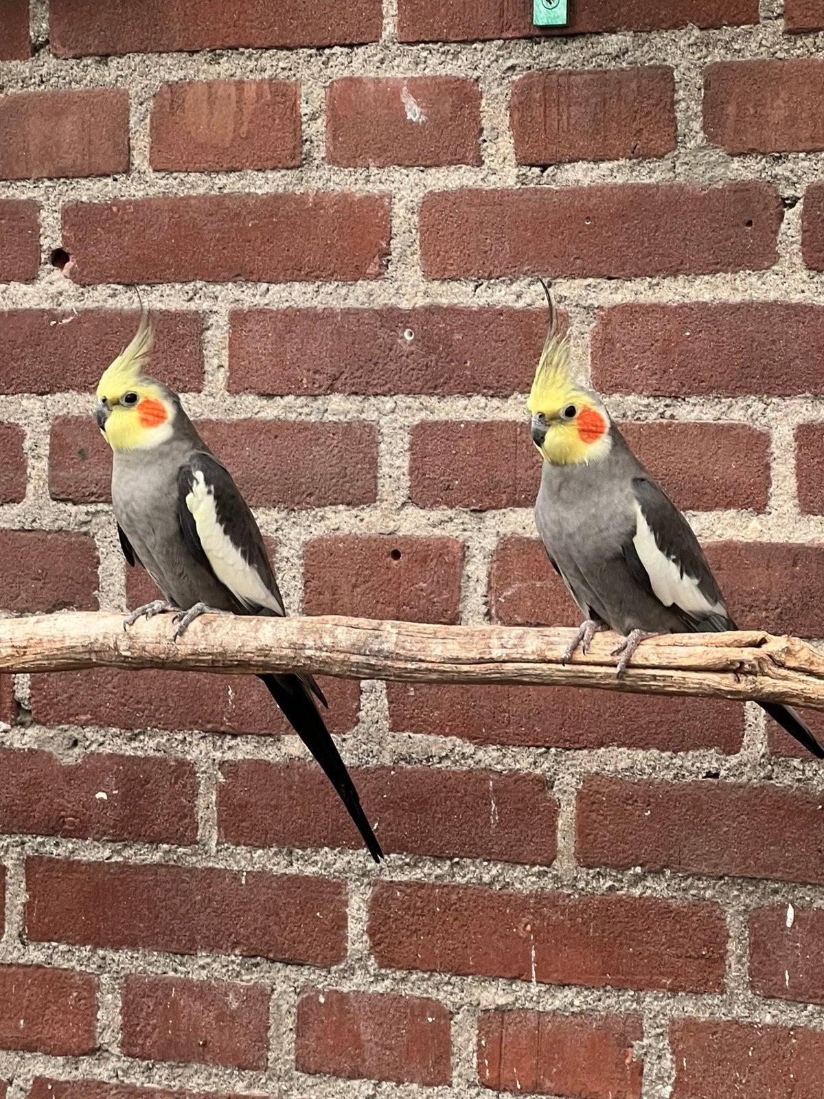 2 Valkparkieten mannen, Dieren en Toebehoren, Parkiet