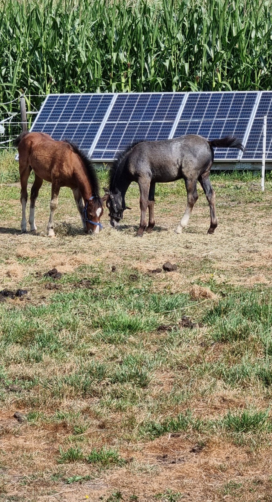 2 welsh hengstveulens en jaarling merrie  en 2 j shet merrie, Meerdere dieren, Niet van toepassing, A pony (tot 1.17m), 0 tot 2 jaar