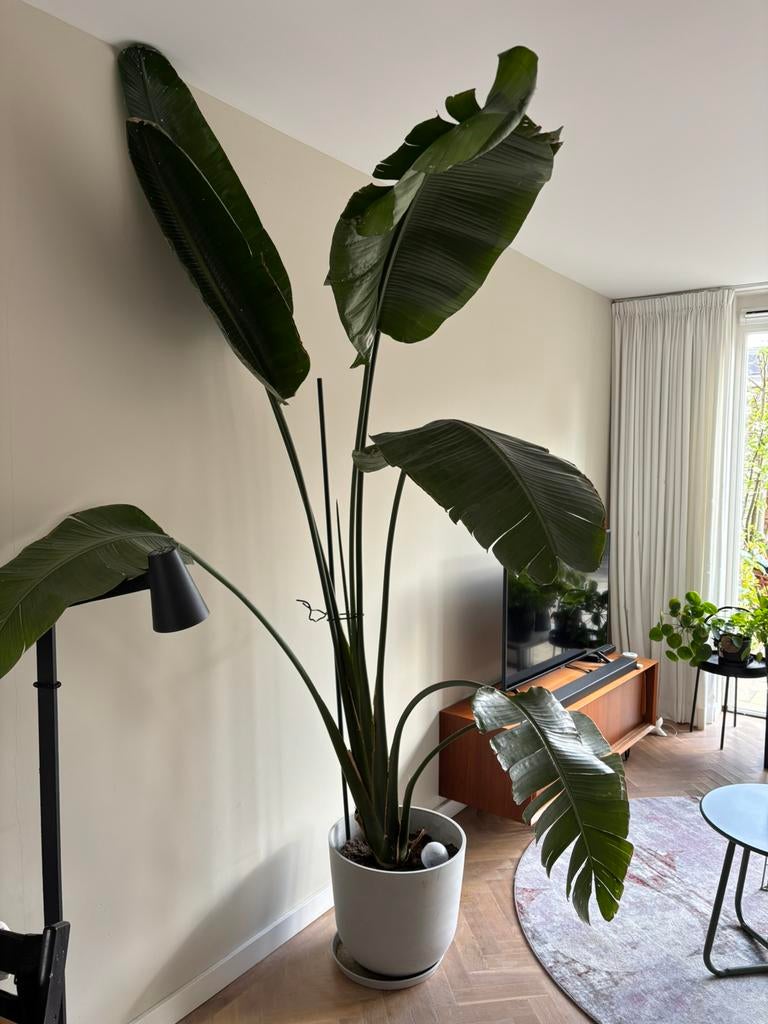 Strelitzia nicolai >230, Ophalen, Overige soorten, Halfschaduw, 200 cm of meer