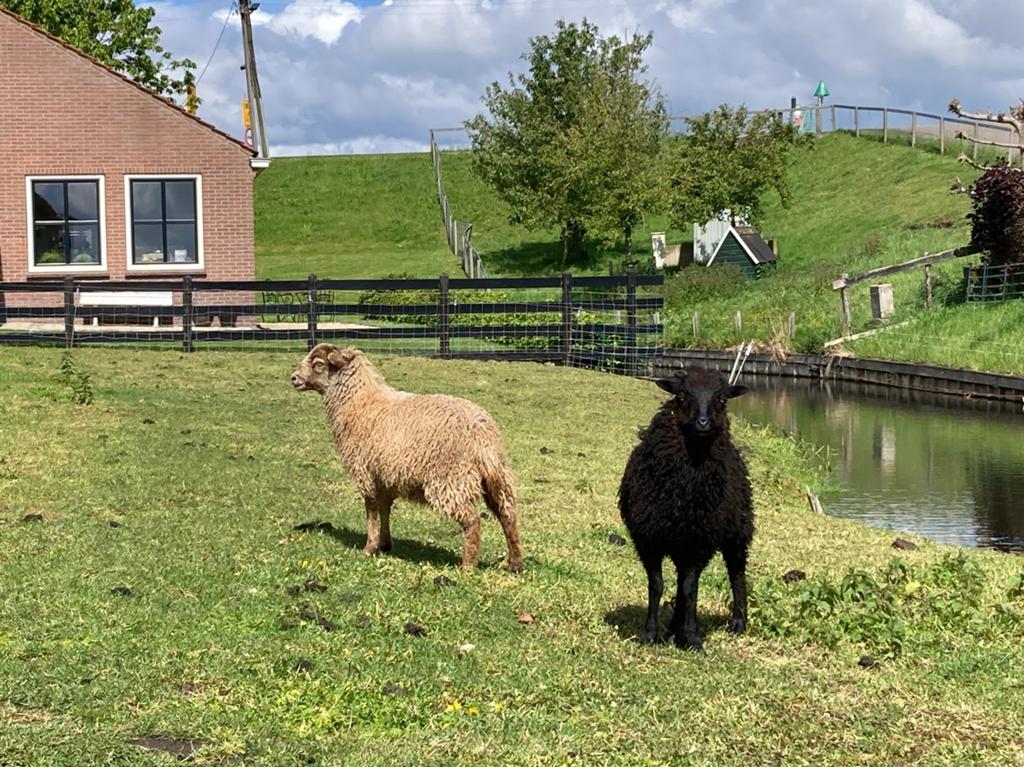 Ouessant ram ruilen, Dieren en Toebehoren, Mannelijk, Schaap, 0 tot 2 jaar