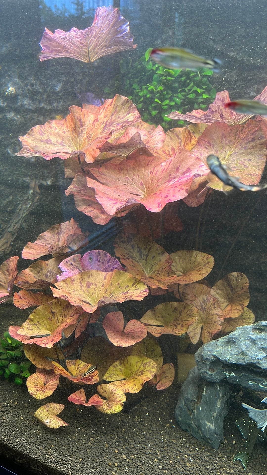 Red lotus - mooie aquarium plant - alleen verzenden, Verzenden, Zo goed als nieuw, Plant(en), Steen of Hout