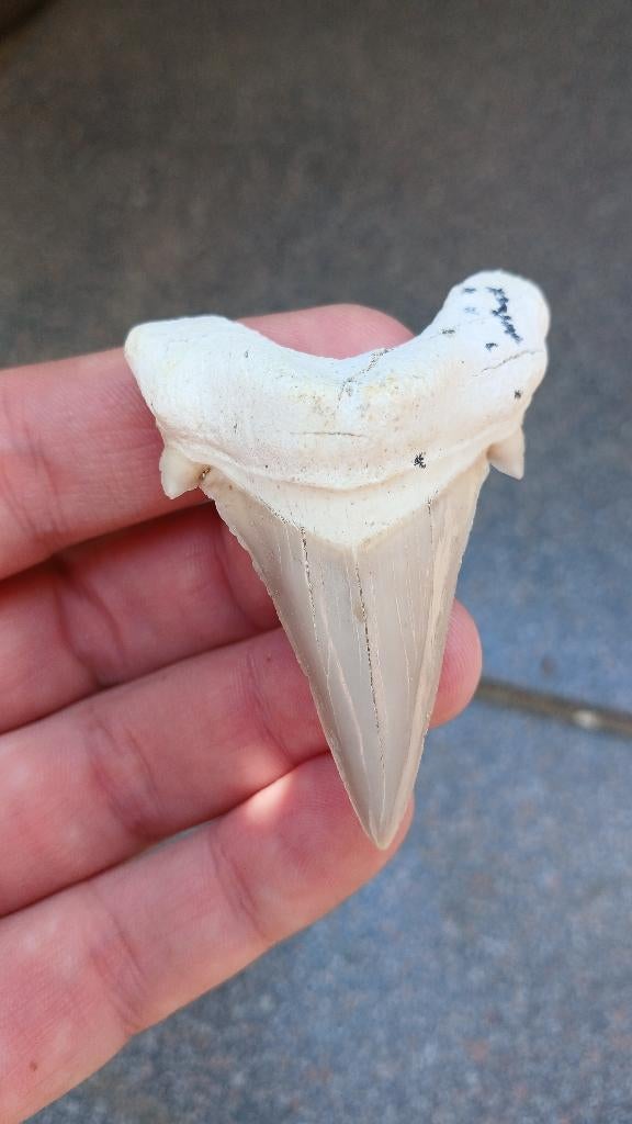 Otodus Obliquus haaientand fossiel uit Marokko, Ophalen of Verzenden, Fossiel