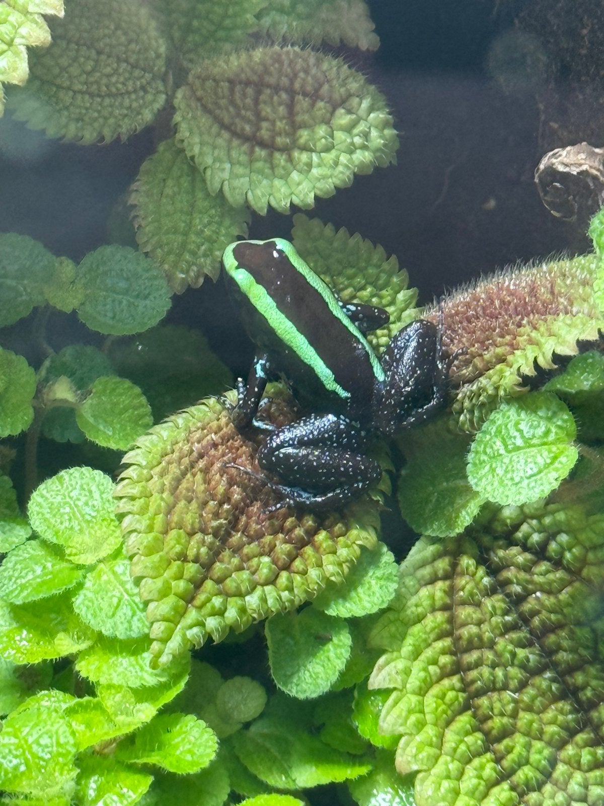 Phyllobates auroteania green 4 x te koop of ruil Frog - unknown for sale from Knoxville