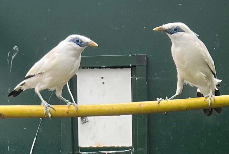 Bali spreeuw balispreeuw, Vrouwelijk, Tropenvogel, Geringd