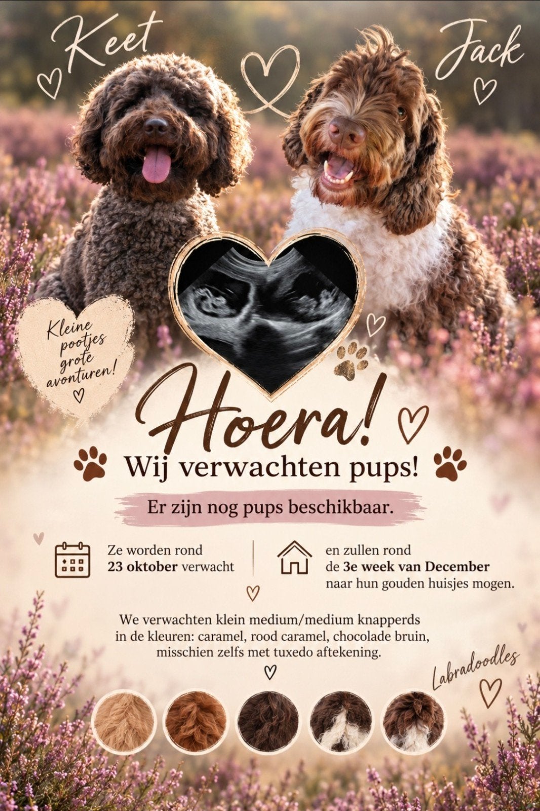 medium australian labradoodle pups verwacht, CDV (hondenziekte), 8 tot 15 weken, Geslacht onbekend, Meerdere