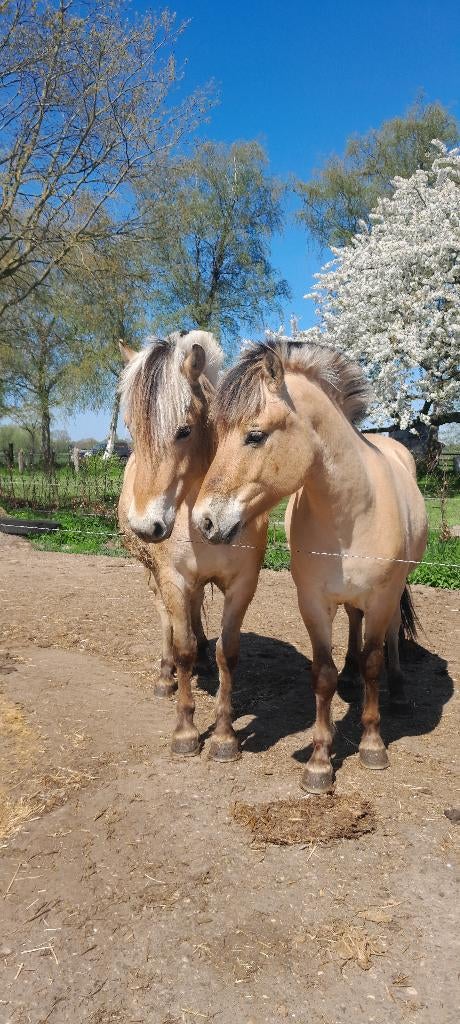 Fjordenpaarden, merries en ruin, Dieren en Toebehoren, Paarden, Merrie, Minder dan 160 cm, Met stamboom, 0 tot 2 jaar