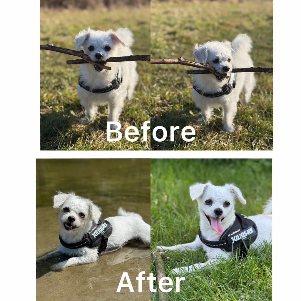 Trimster, Dieren en Toebehoren, Honden-accessoires, Ophalen