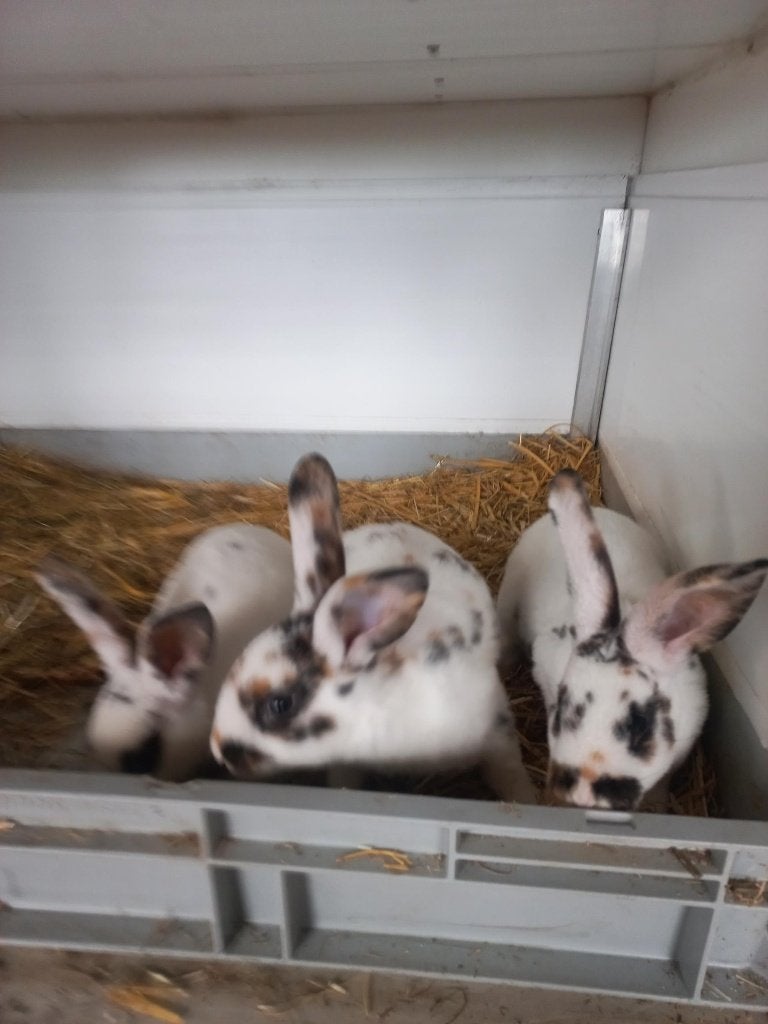 Dalmatiner 3 kleur konijnen, Dieren en Toebehoren, Meerdere dieren, Middelgroot, 0 tot 2 jaar