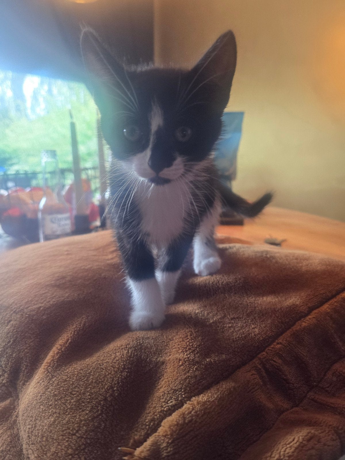 Jonge poesjes, Dieren en Toebehoren, Katten en Kittens | Raskatten | Langhaar, Poes