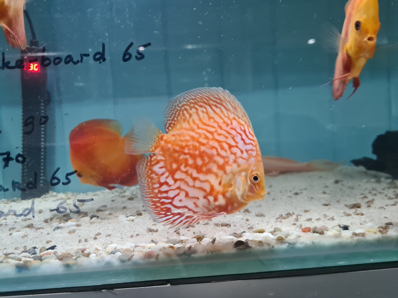 Snow Checkerboard Discus, Dieren en Toebehoren, Vis, Zoetwatervis