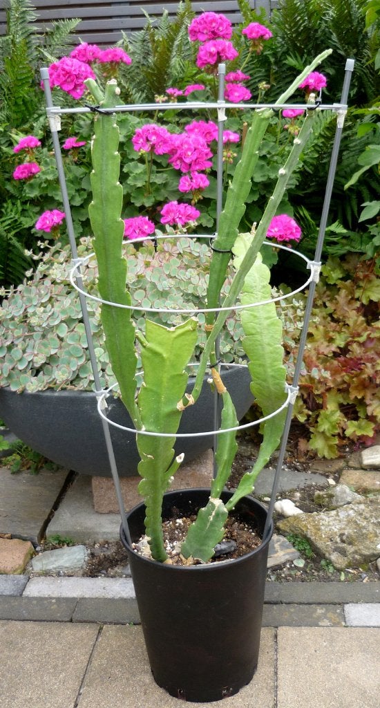 cactus - Epiphyllum - rankhulp - plantenring, Huis en Inrichting, Kamerplanten, Ophalen of Verzenden, Cactus, Volle zon, Minder dan 100 cm
