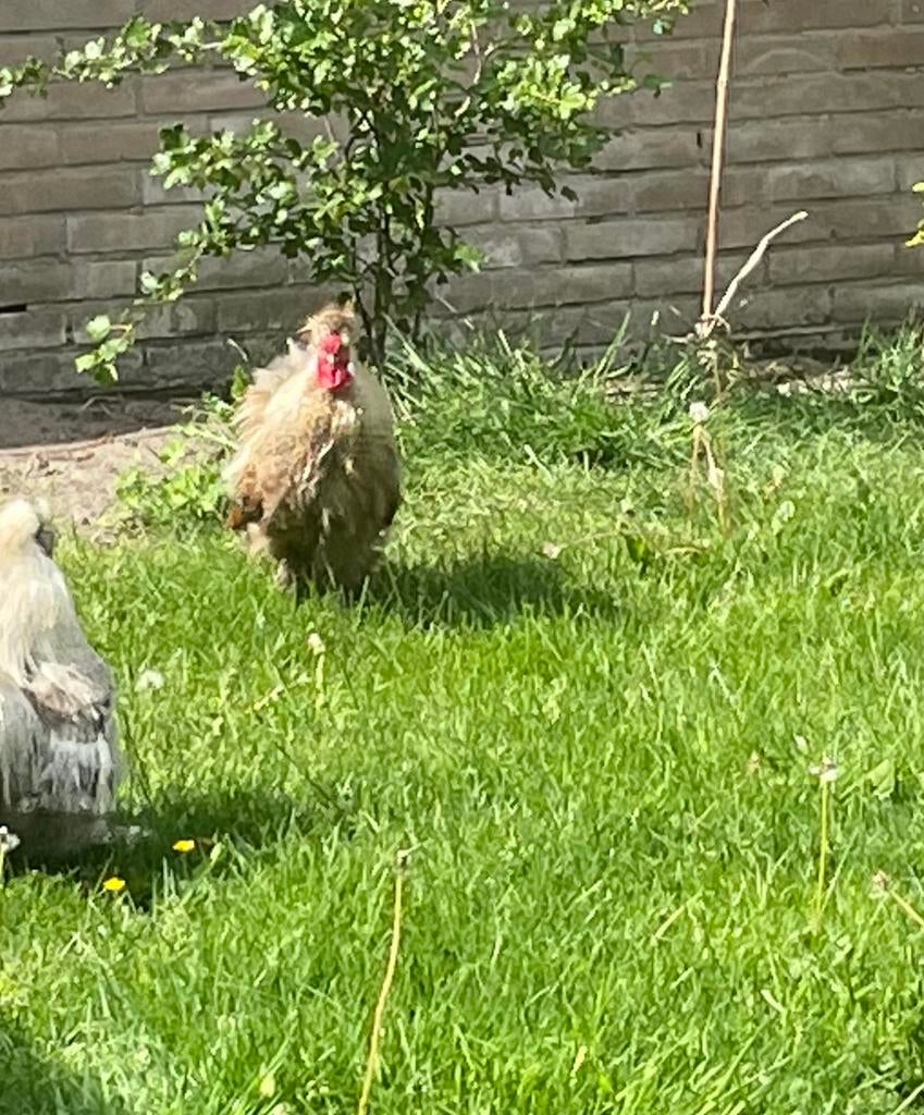 Gratis Zijde hoender haan, Dieren en Toebehoren, Mannelijk, Kip
