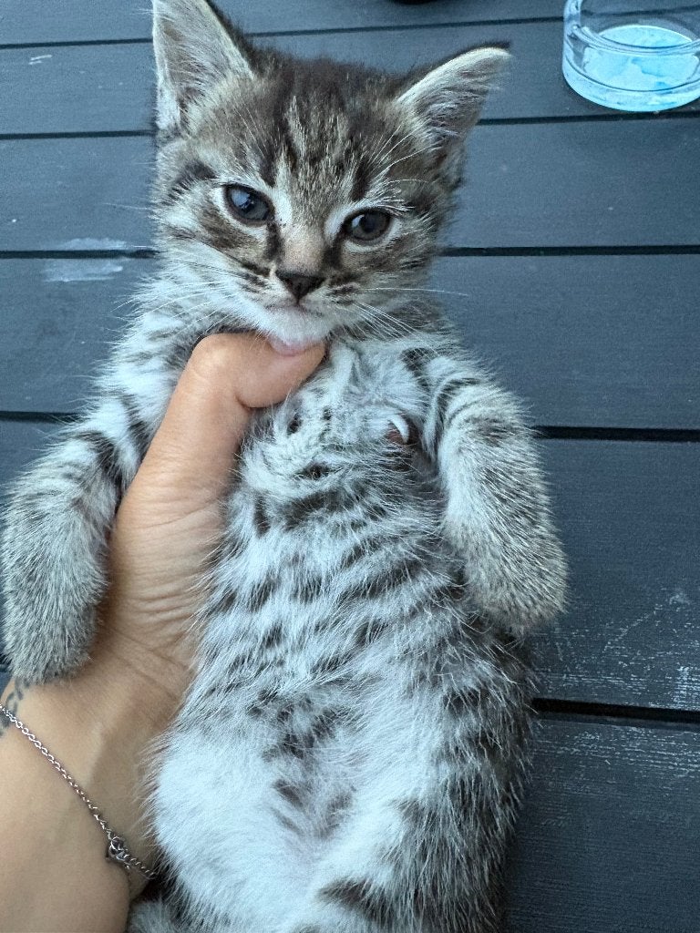 Kittens, Dieren en Toebehoren, Katten en Kittens | Raskatten | Korthaar, Poes, 0 tot 2 jaar