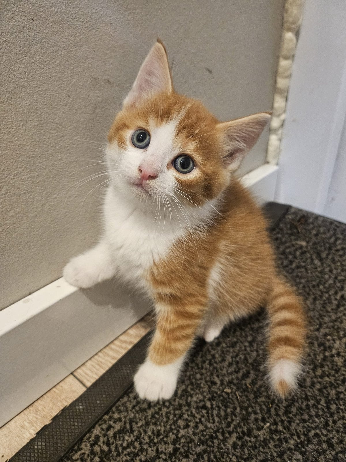 Super lieve kittens, Dieren en Toebehoren, Katten en Kittens | Overige Katten, Meerdere dieren, 0 tot 2 jaar
