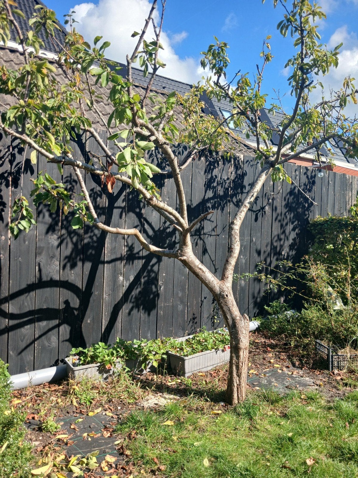 Mooie pruimenboom fruitboom voor uw tuin, Overige soorten, 250 tot 400 cm, Zomer, Ophalen
