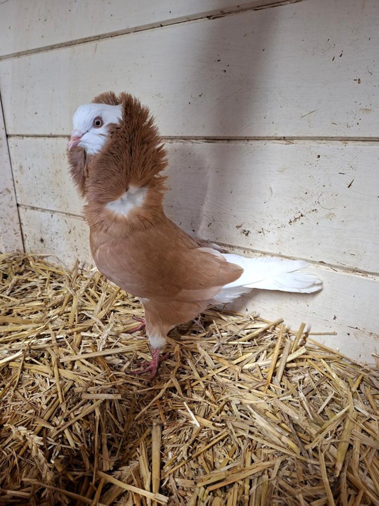 Oud Hollandse kapucijn. Sierduif, Dieren en Toebehoren, Mannelijk, Overige soorten