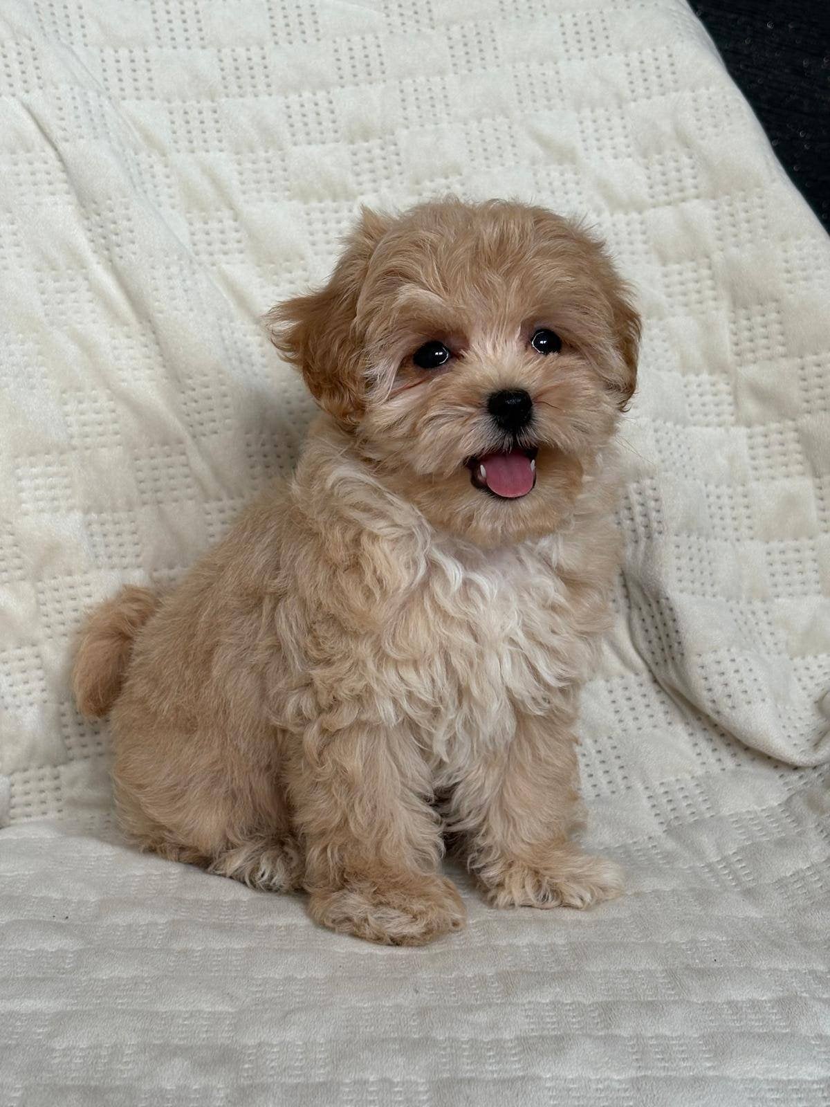 Maltipoo F1, Dieren en Toebehoren, Honden | Chihuahua's en Gezelschapshonden, 8 tot 15 weken, Parvo, Eén hond, Nederland