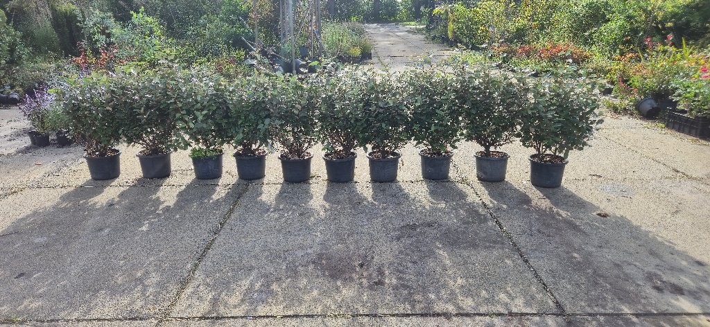 Elaeagnus ebbingei 'Compacta' | Olijfwillig | Zilverbes, Volle zon, Vaste plant, Bloeit niet, Ophalen