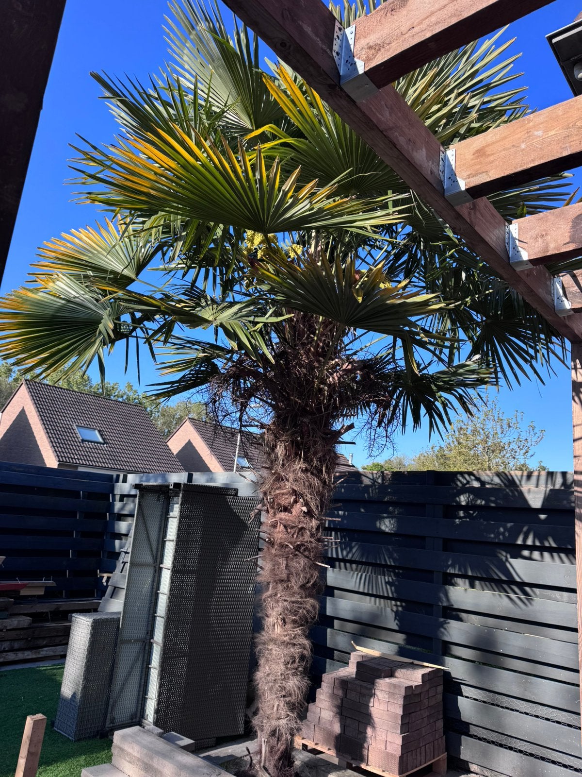 Grote palmboom, Tuin en Terras, Planten | Bomen, 100 tot 250 cm, Zomer, Palmboom, Ophalen