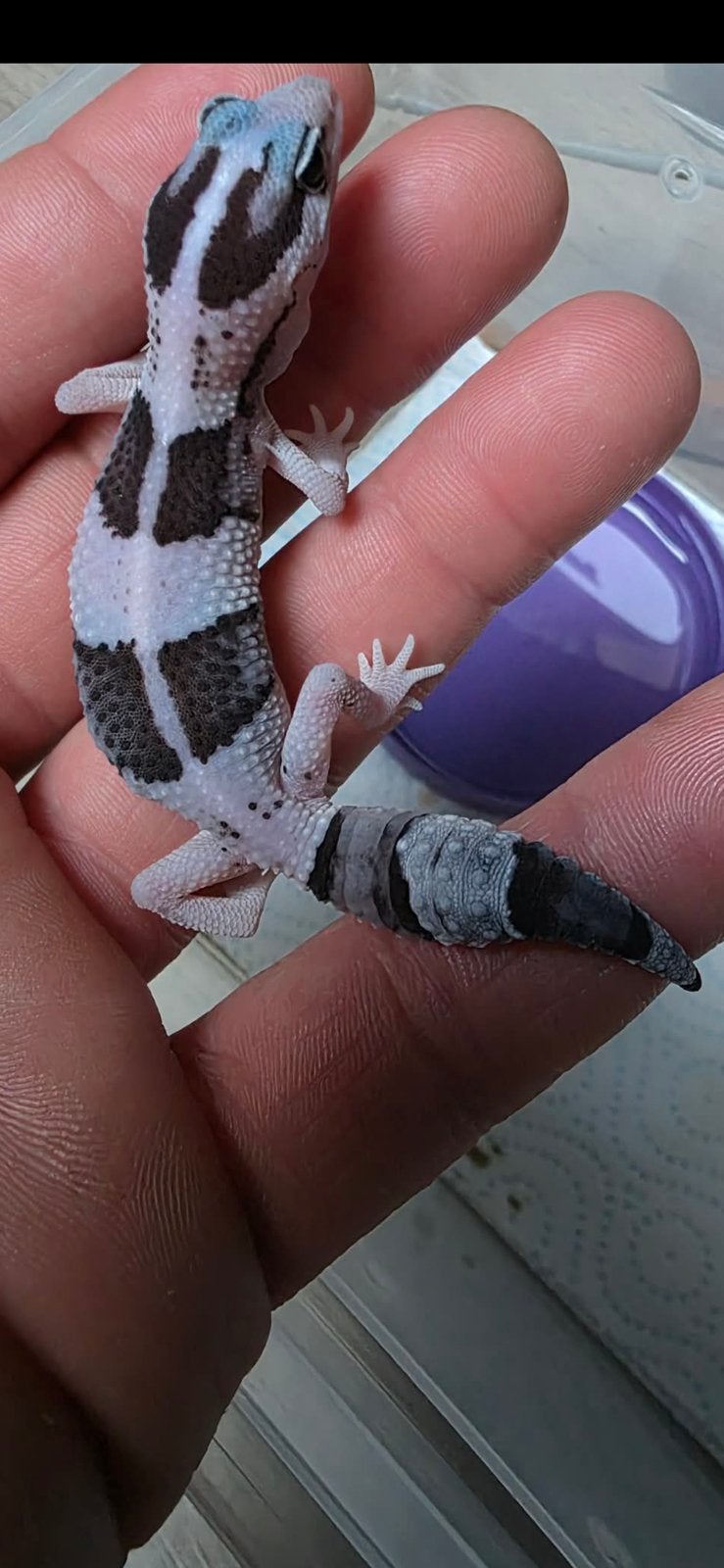 Vetstaartgekko met terrarium, Ophalen of Verzenden, Zo goed als nieuw