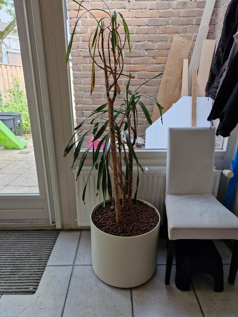 Grote Yucca in pot, Huis en Inrichting, Kamerplanten, Ophalen, In pot, Yucca, 150 tot 200 cm