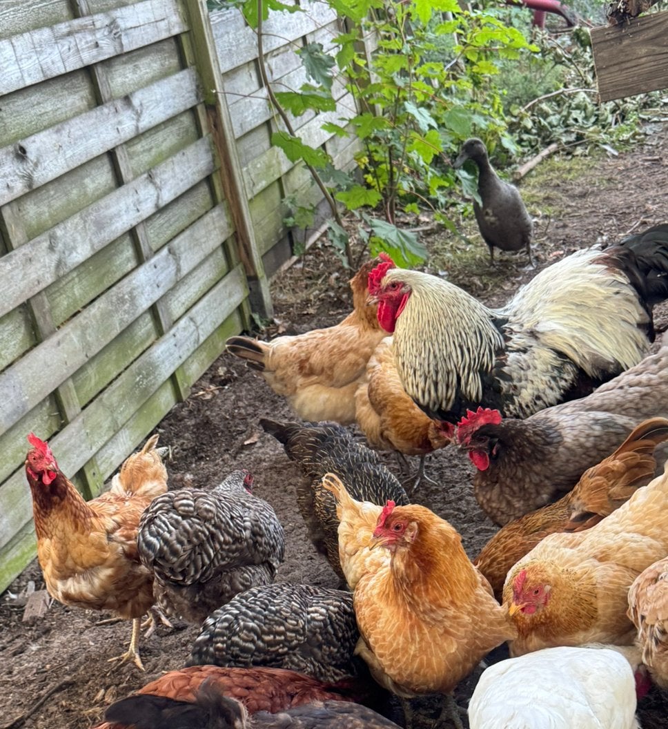 Jonge Bio kippen/hennen. leggen dagelijks een ei, Dieren en Toebehoren, Pluimvee, Vrouwelijk, Kip