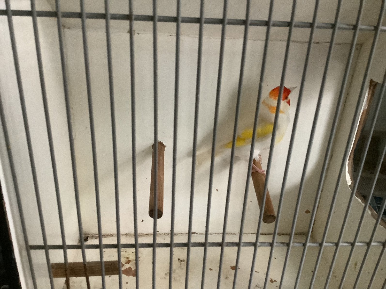 Major putter, Dieren en Toebehoren, Vogels | Overige Vogels, Vrouwelijk, Wildzangvogel, Geringd