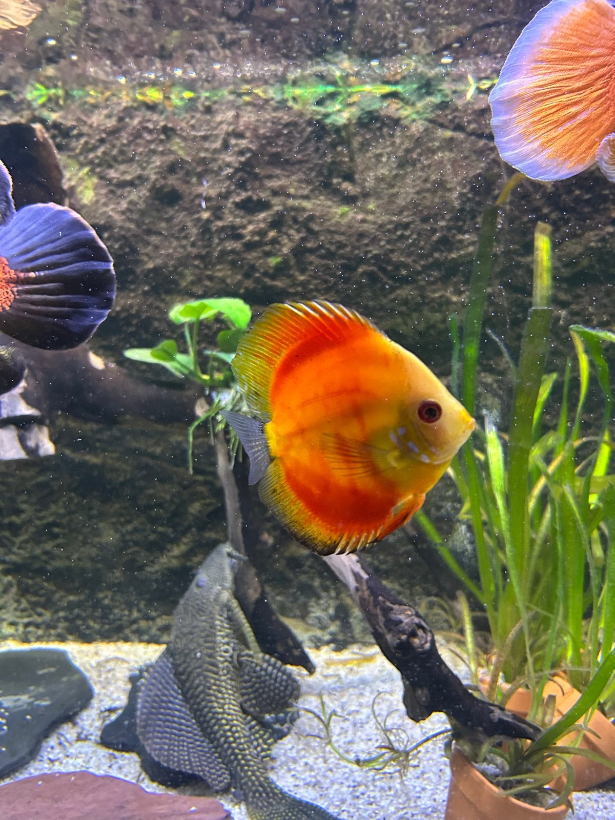 discus, Vis