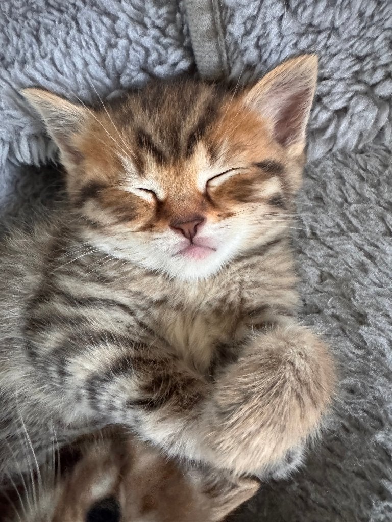 Knuffelige kittens - Brits korthaar/langhaar kruising, Meerdere dieren, Kortharig, 0 tot 2 jaar