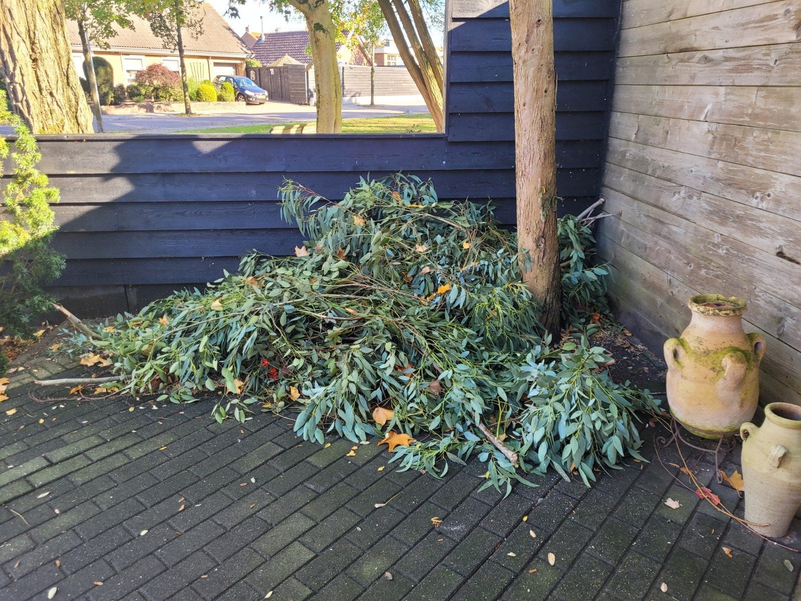 Eucalyptus takken/bladeren, Ophalen