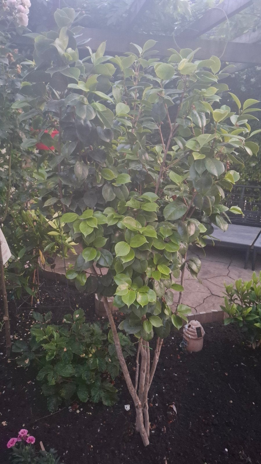 Groene struik voor tuin of terras, Overige soorten, Vaste plant, Ophalen of Verzenden, Bloeit niet