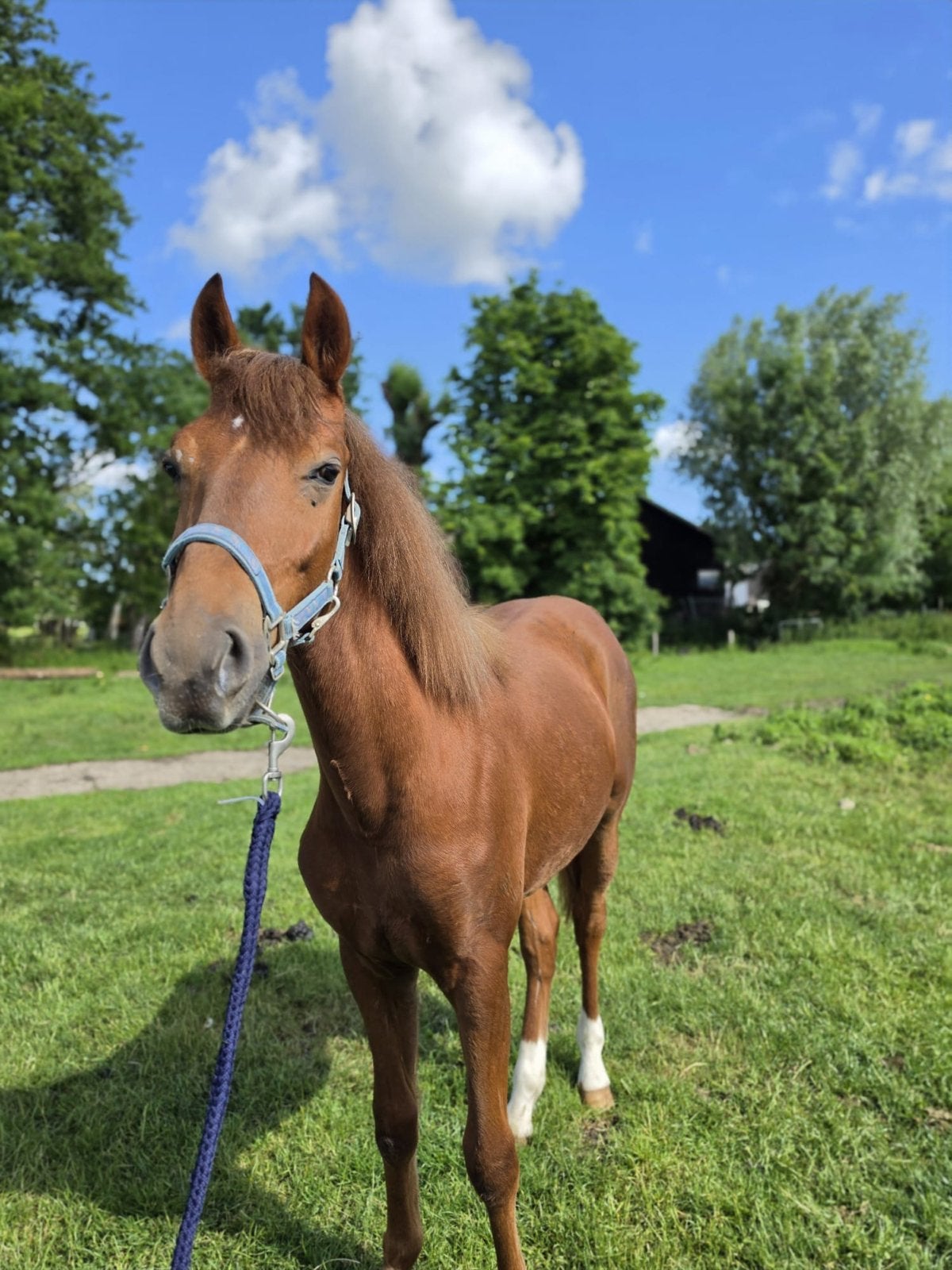 Prachtige lieve vos stamboek jaarling hengst, E pony (1.48m - 1.57m), Dressuurpony, Niet van toepassing, 0 tot 2 jaar