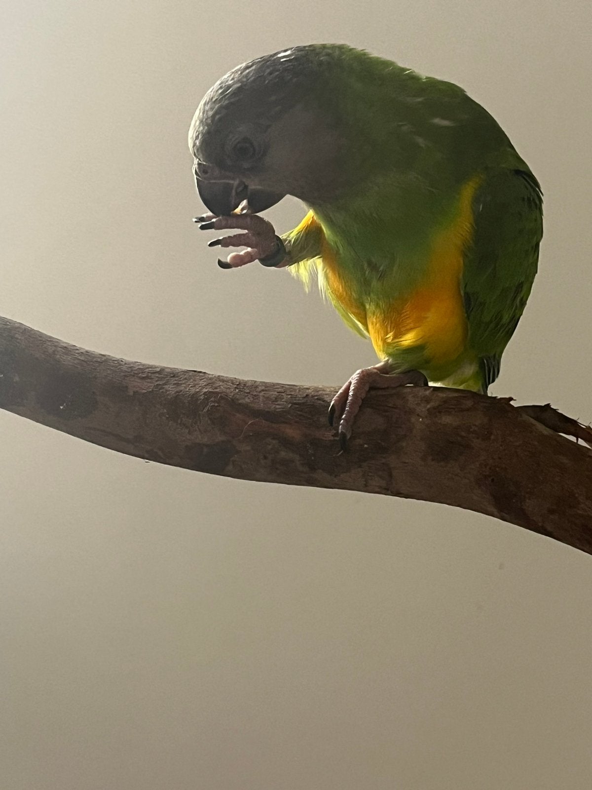 Jonge Senegalpapegaai te koop/ruil, Dieren en Toebehoren, Vogels | Parkieten en Papegaaien, Geslacht onbekend, Papegaai, Geringd