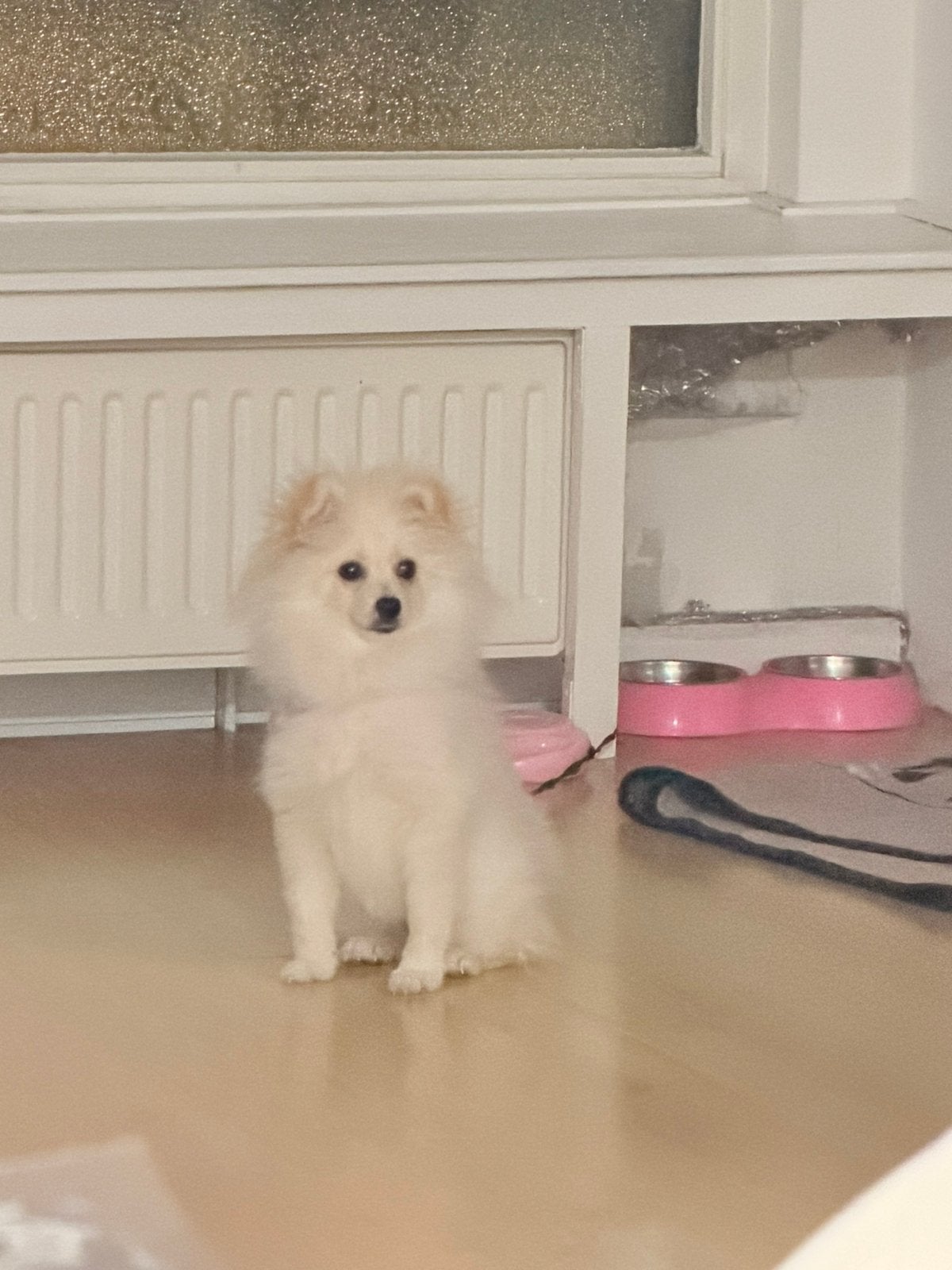 Pomerian 5 manden, Poedel, Parvo, 15 weken tot 1 jaar, Reu