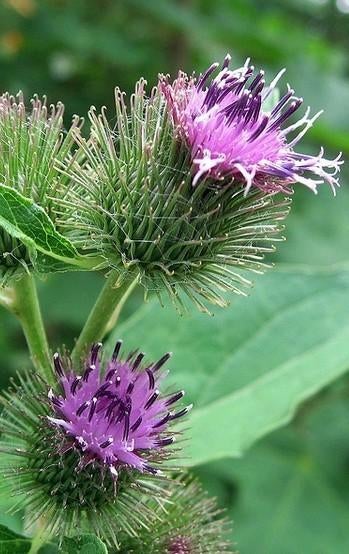 Zaden Arctium lappa, Ophalen of Verzenden, Zaad