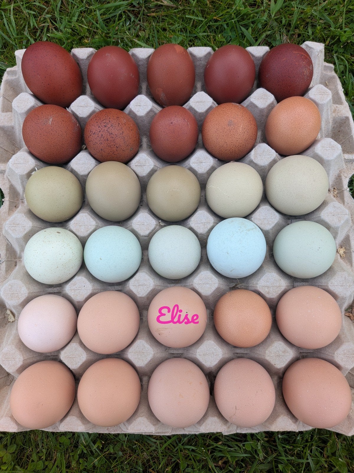 Broedeieren kleurleggers kippen olijfleggers easter eggers, Dieren en Toebehoren, Pluimvee, Kip