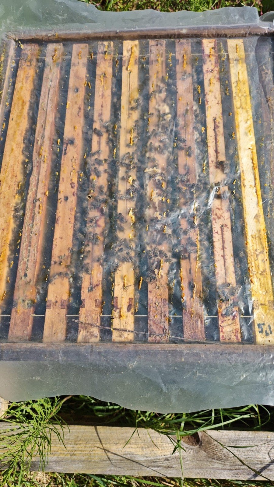 Bijenvolk, Dieren en Toebehoren, Bijen