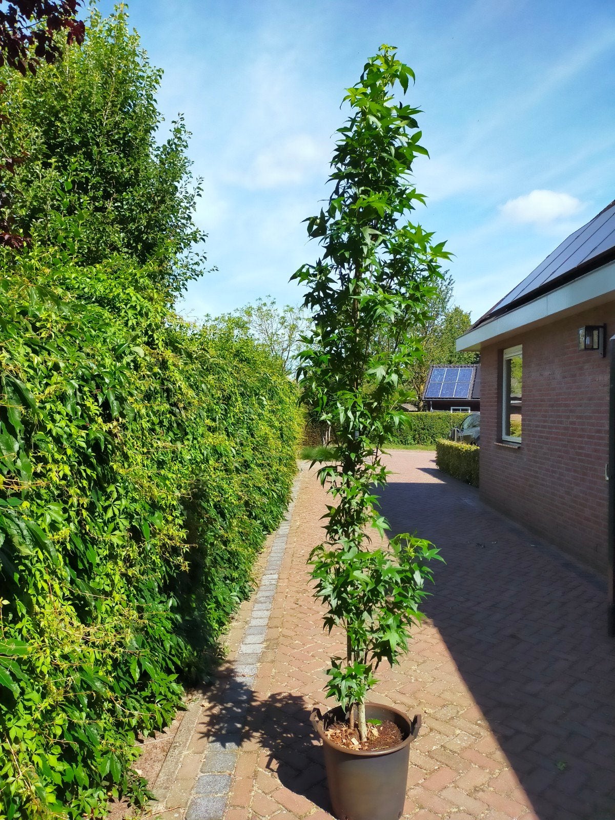 Smalgroeiende Amberboom, Liquidambar ‘Slender Silhouette’, Bloeit niet, 250 tot 400 cm, Zuilboom, Ophalen