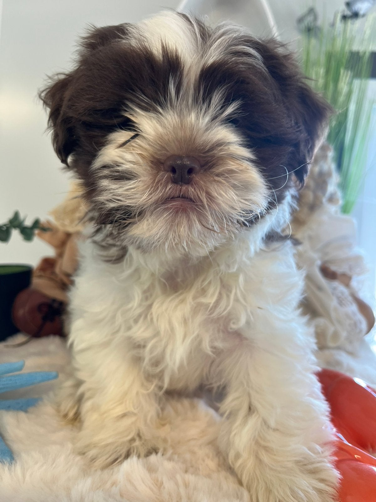 Speelse boomer pups, Nederland, Parvo, Overige rassen, 8 tot 15 weken