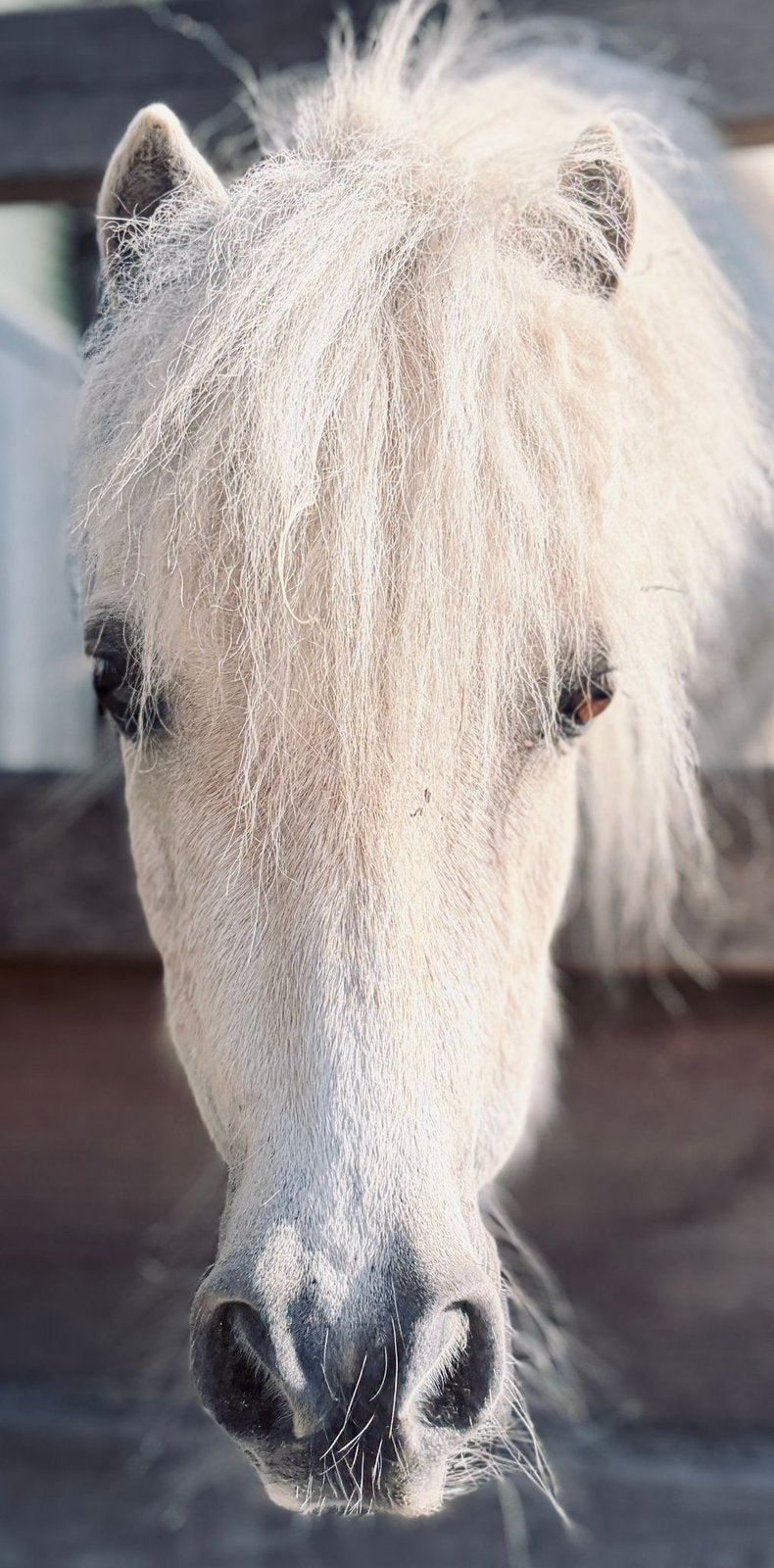 Aangeboden: verzorgpony, trainen, wandelen, Dieren en Toebehoren, Paarden en Pony's | Verzorgingsproducten, Ophalen