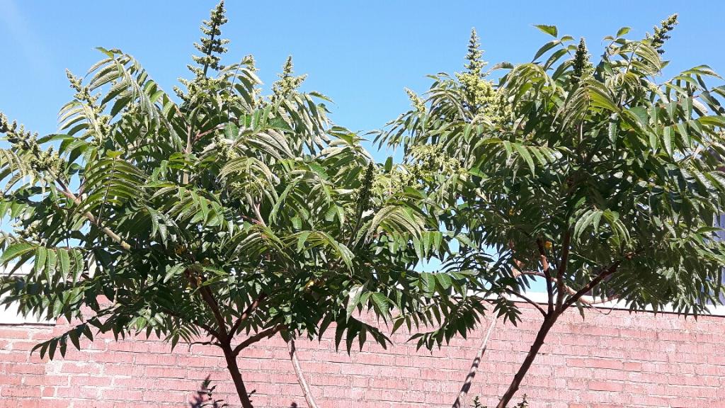 Fluweelboom fluweel boompjes, Tuin en Terras, Planten | Bomen, Ophalen, Lente, Volle zon, Overige soorten
