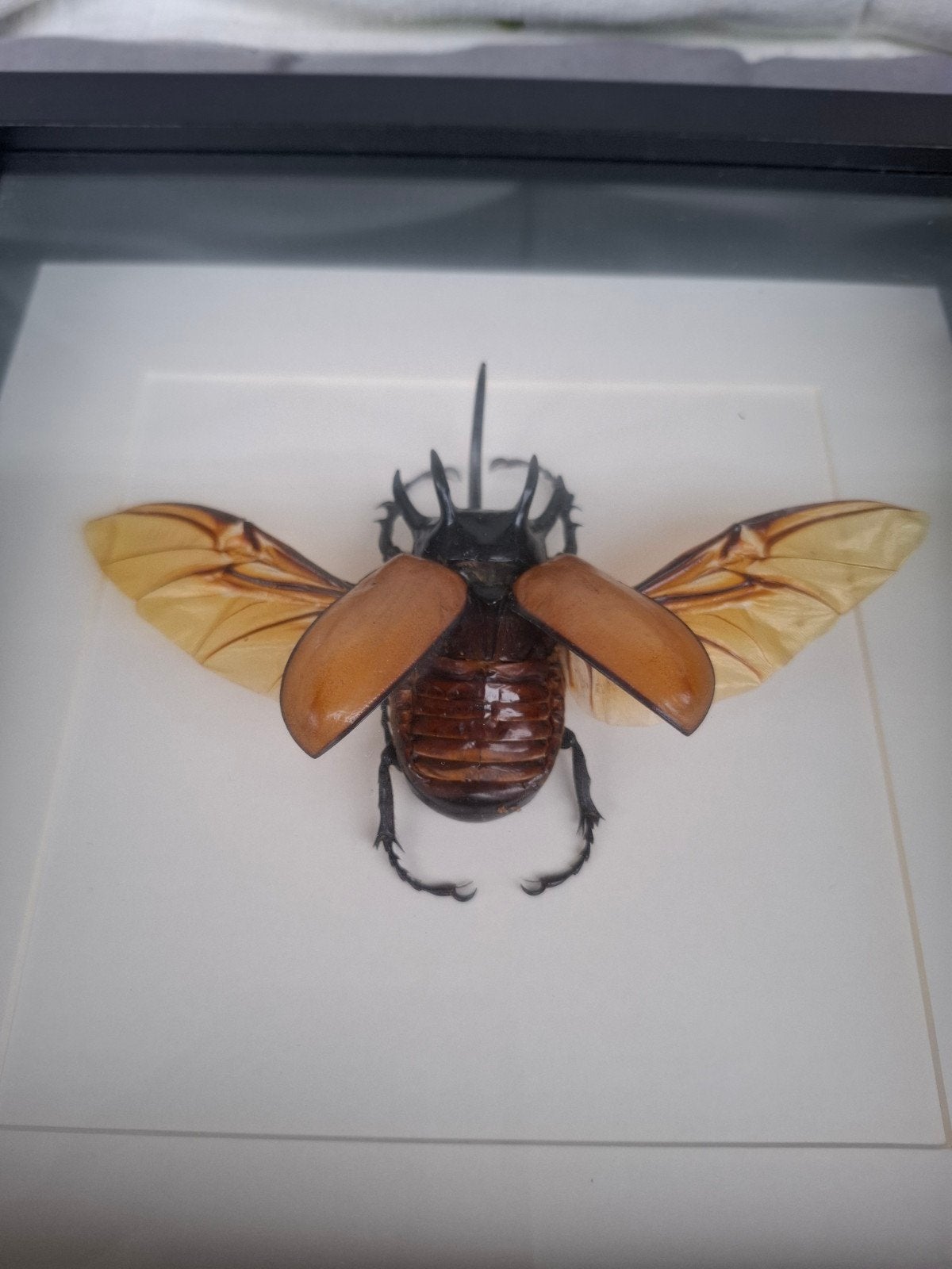 Mooi grote opgezette kever in lijst., Verzamelen, Ophalen of Verzenden, Zo goed als nieuw, Insect, Opgezet dier