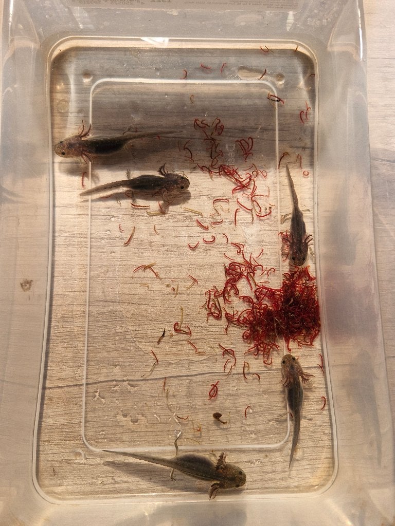 Melanoid axolotl baby's, Amfibie, 0 tot 2 jaar