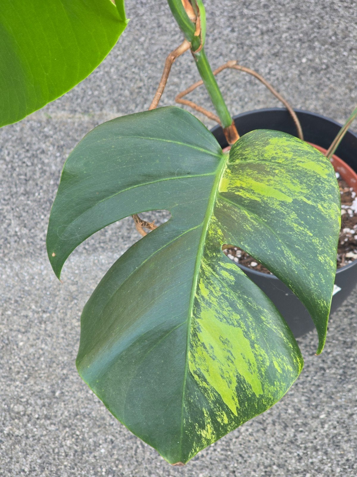 Monstera Aurea P16, Huis en Inrichting, Kamerplanten, Ophalen